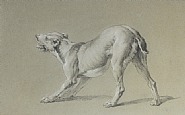 Study of a Dog