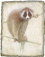 Lemur