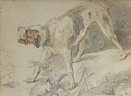 Study of a Dog