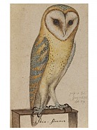 A Barn Owl