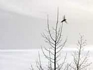 One Bird, One Tree (Colorado)