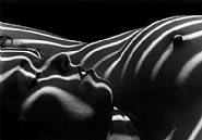 Nude Zebra, New York