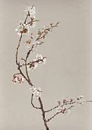 APPLE BLOSSOMS