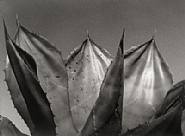 Agave de Papel
