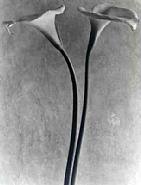 Tina Modotti - Calle (Photographs) h: 8.8 x w: 7 in / h: 22.4 x w: 17.8 cm