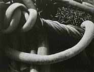 Edward Weston - Kelp (Photographs) h: 7.6 x w: 9.5 in / h: 19.3 x w: 24.1 cm