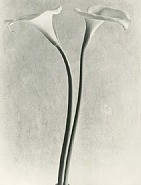 Tina Modotti - Calla Lilies (Photographs) h: 10 x w: 8 in / h: 25.4 x w: 20.3 cm