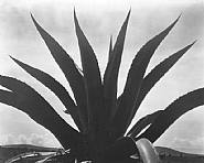 Edward Weston - Maguey, Mexico ( PP#940 ) (Photographs) h: 7.5 x w: 9.5 in / h: 19 x w: 24.1 cm