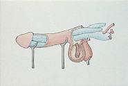 Penis