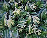 Green Veratrum, Alaska
