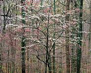 Pink and White Dogwoods, Kentucky