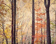 Appalachian Forest Sunrise, Virginia