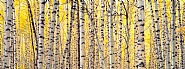 Aspen and Golden Light, Colorado