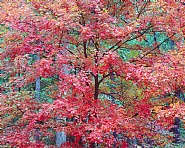 Cerise Red Maple, Kentucky