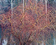 Byzantine Willow, Oregon