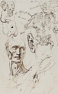 Anatomy study