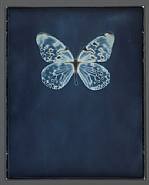 Adam Fuss - For Allegra (Photographs) h: 10 x w: 8 in / h: 25.4 x w: 20.3 cm