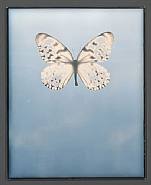 Adam Fuss - For Allegra (Photographs) h: 10 x w: 8 in / h: 25.4 x w: 20.3 cm