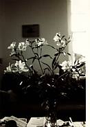 Wolfgang Tillmans - Alstroemenia (Photographs)