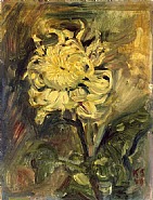 Chrysanthemum