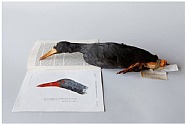 Habroptila wallacii, The invisible flightless rail, vernoemd naar Alfred Russel Wallace
