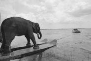 A Stunt Elephant, Honky Tonk Freeway, Sarasota, Florida