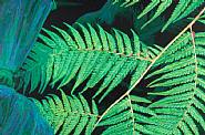 Fern