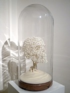 Arbre crâne / Skull Tree