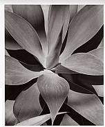 Agave Attenuata