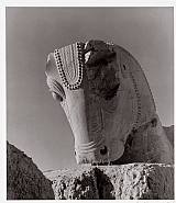 Persepolis Bull
