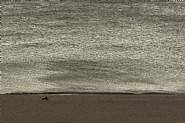 Overlook, 14-8444, Brighton, May 2010