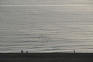 Overlook, 15-2383, Brighton, October 2010