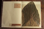 John Muir botanical specimen, John Muir National Historic Site, Martinez, California