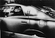 Memory of Dog 2, 1982