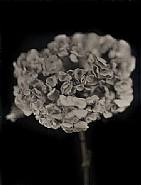 Chuck Close - Hydrangea (Prints and Multiples)
