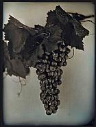 Chuck Close - Red Wine Grapes 2 (Photographs) h: 30 x w: 23 in / h: 76.2 x w: 58.4 cm
