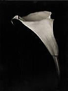 Chuck Close - Calla Lily (Photographs)
