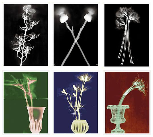  Steve Miller, X-Ray Flowers