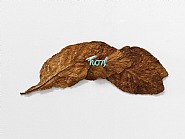 Non