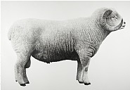 Exmoor Horn