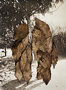 Leaves II (the couple)