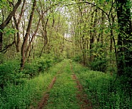 Railroad Landscape #3, former Poughkeepsie and Eastern right-of-way as ingress to private hunting preserve (abandoned 1938), MP 92, view south, Spring, McIntyre, New York