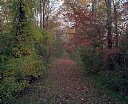 Railroad Landscape #52, former Poughkeepsie and Connecticut right-of-way crossing Buttercup Wildlife Preserve (abandoned 1909), MP 94, view north, Fall, near Stissing, New York