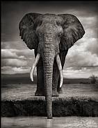 Elephant Drinking, Amboseli