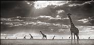 Giraffes in Evening Light, Maasai Mara