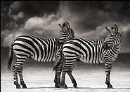 Zebras Turning Heads, Ngorongoro Crater