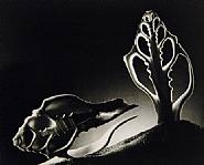 Ruth Bernhard - Cross Section