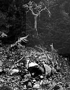 Edward Weston - Cypress, Point Lobos (Photographs) h: 9.5 x w: 7.5 in / h: 24.1 x w: 19 cm
