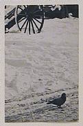 André Kertész - Pigeon in Snow, Wheel in Background (Photographs) h: 3.4 x w: 2.1 in / h: 8.6 x w: 5.3 cm