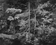 Forest and Stream, Northern California